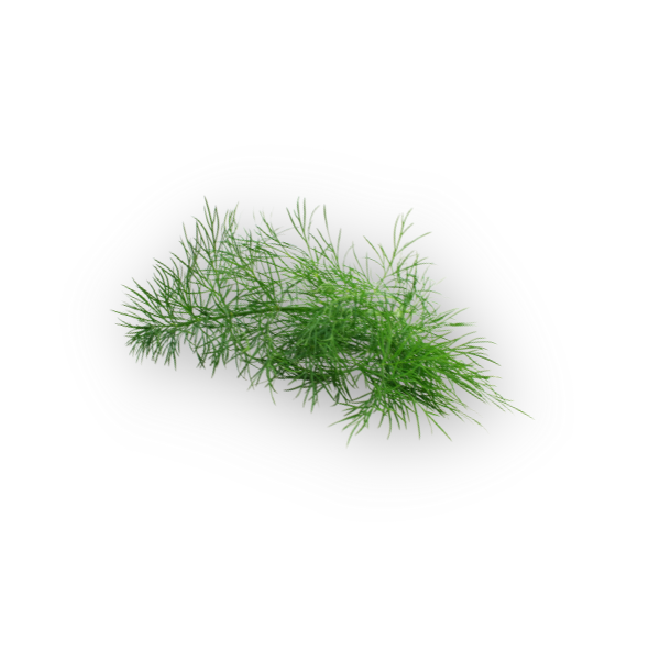 ALASTIN Restorative Neck Complex 50mL dill extract ingredient